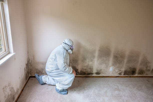 Reliable Foley, AL Mold Remediation Solutions
