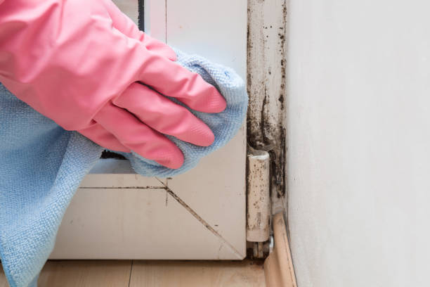 Best Emergency Mold Remediation in Foley, AL